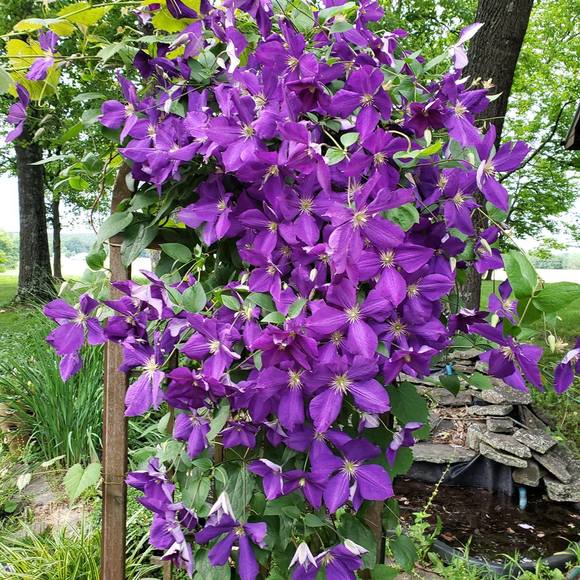 ozarknanny74